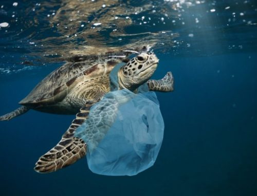 Mai più senza plastica.